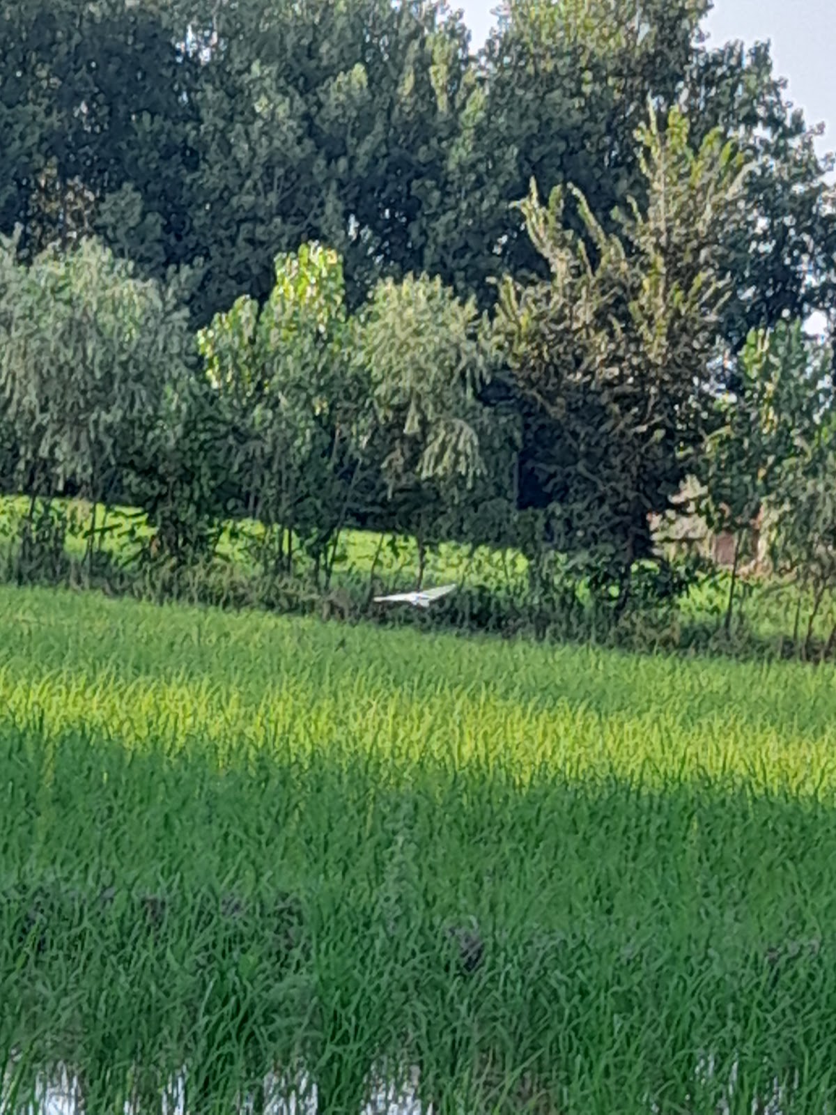 قهوه خانه عمو، تصویر ۳