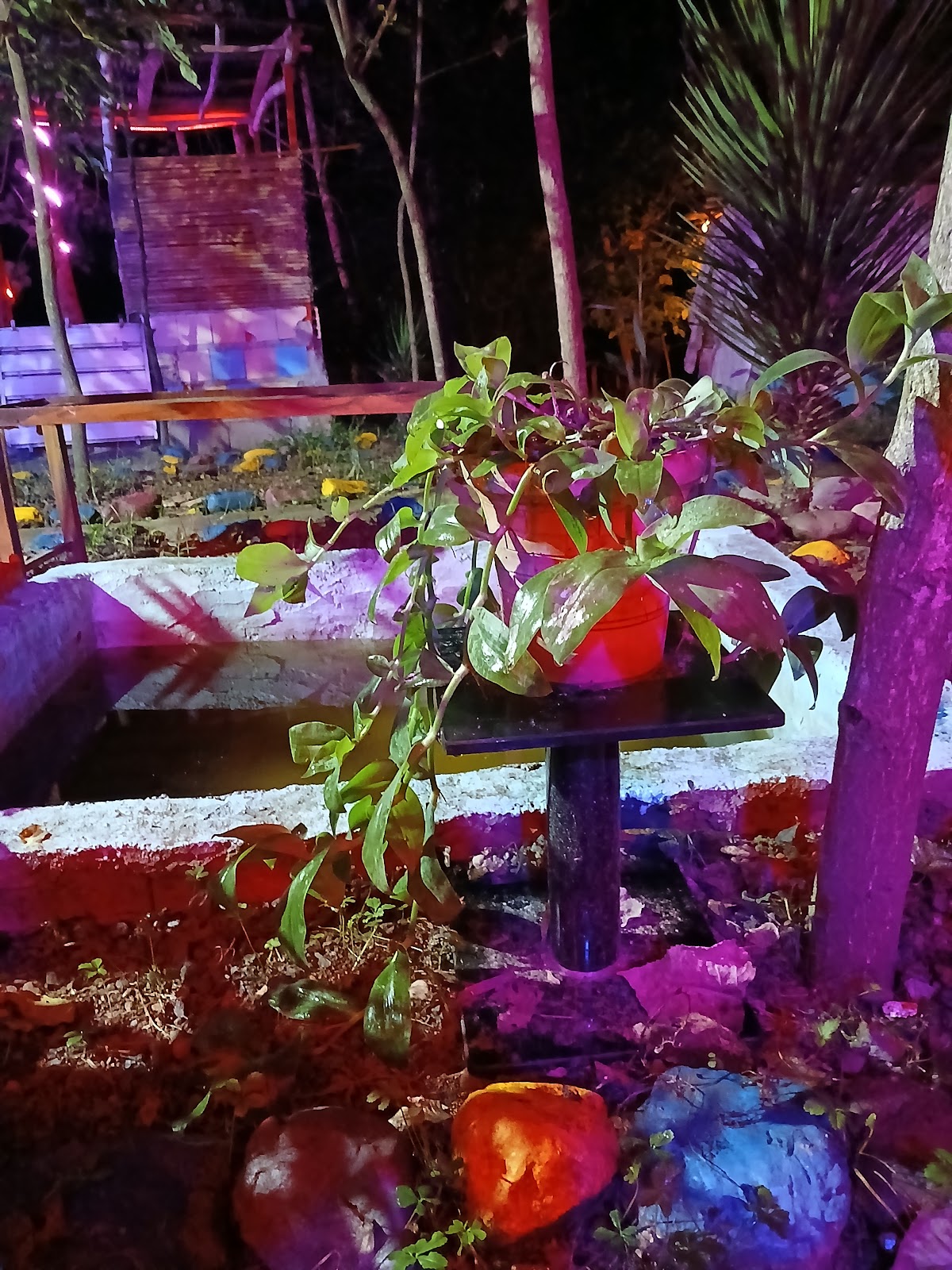کافه جنگل، تصویر ۸