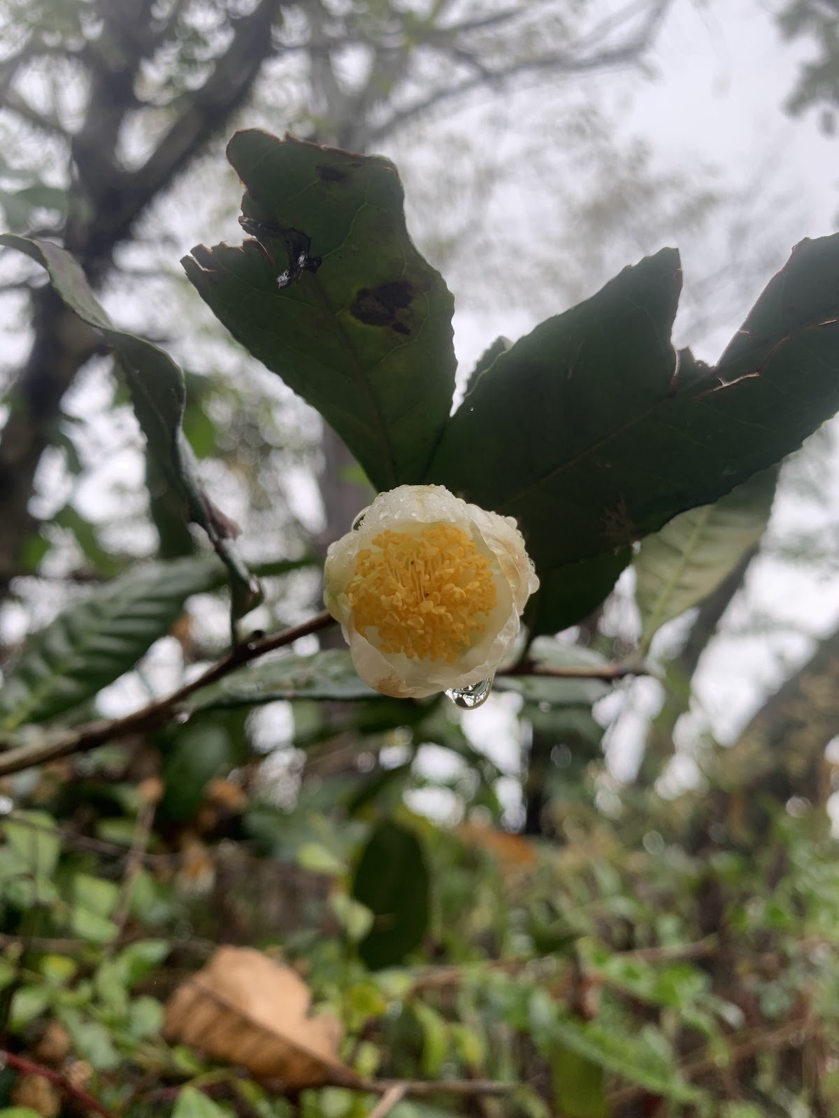 عشق قهوه، تصویر ۸