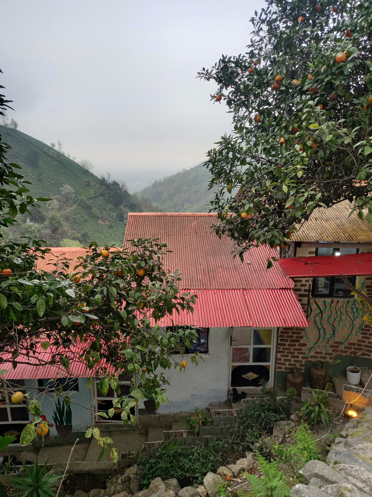 کافه کبابی شوروم، تصویر ۵