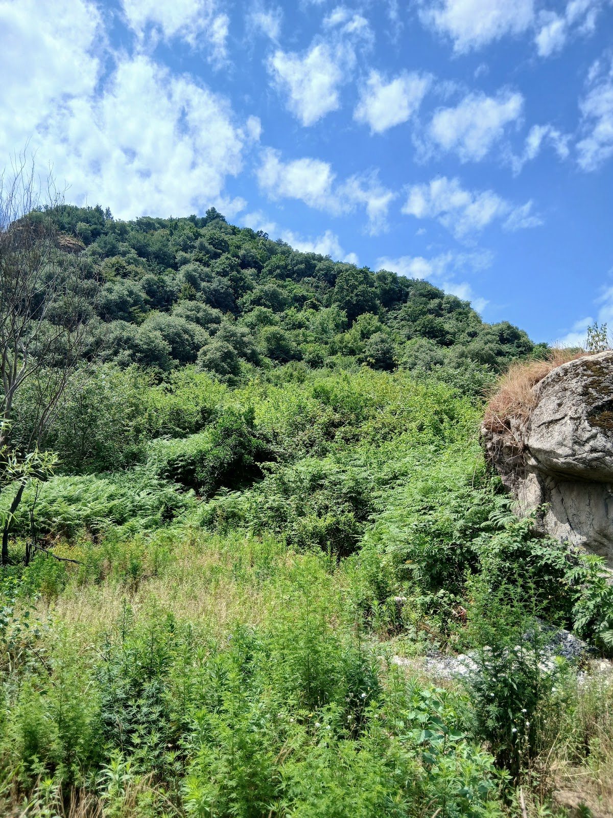 کافه چهلستون، تصویر ۷