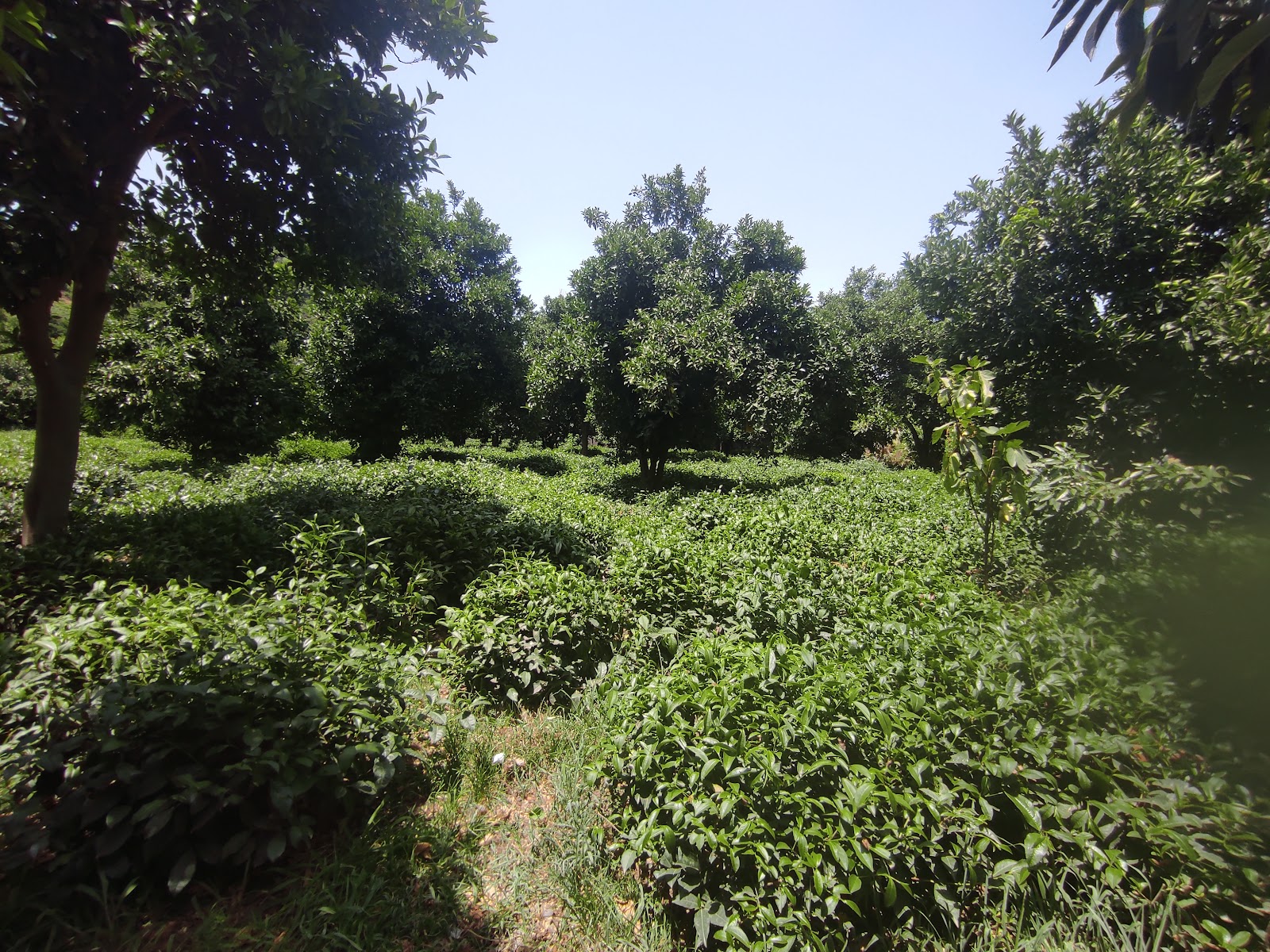 کافه نارنج (بابویی)، تصویر ۶