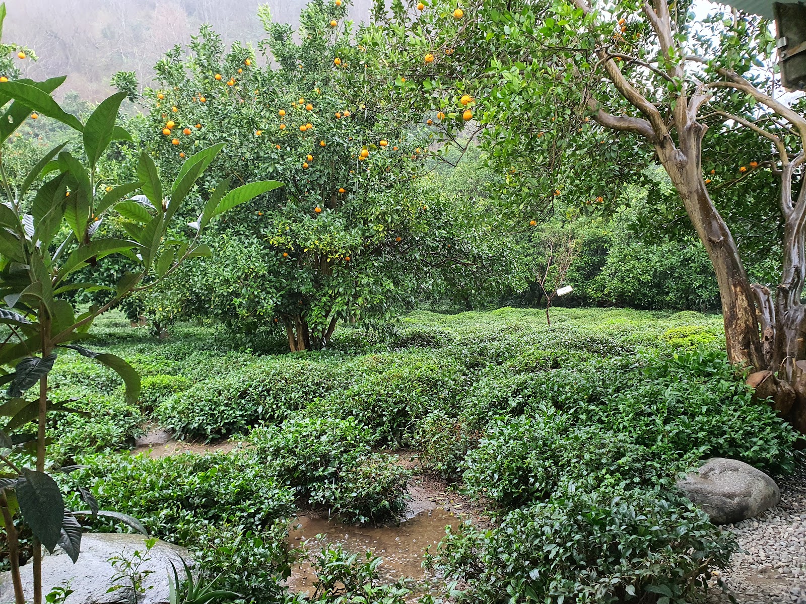 کافه نارنج (بابویی)، تصویر ۷
