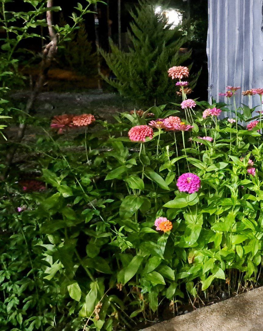 کافه سنتی سورنا، تصویر ۳