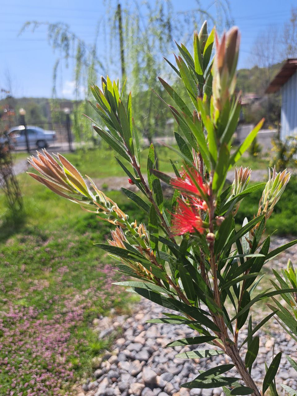 کافه سنتی سورنا، تصویر ۴