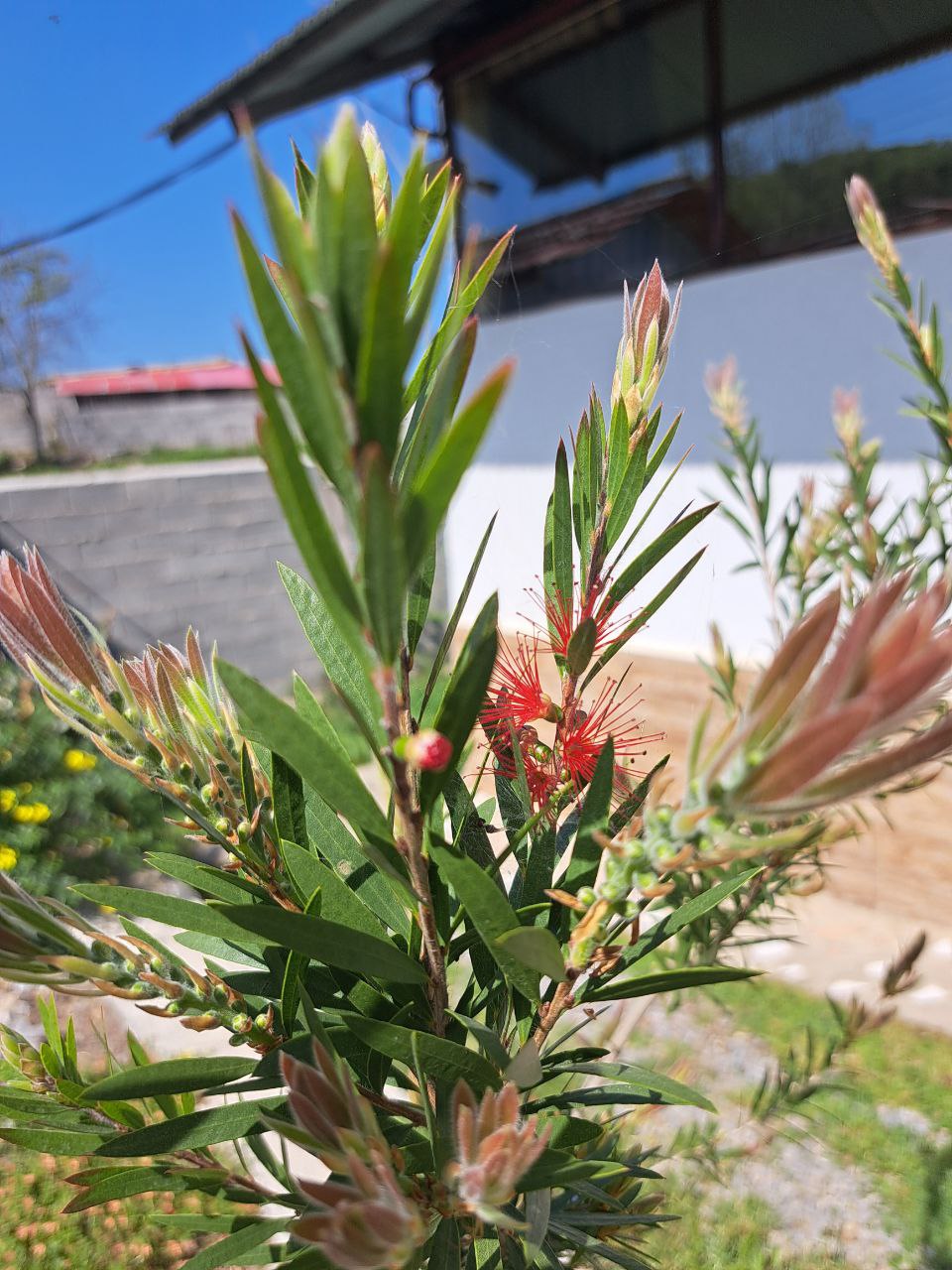 کافه سنتی سورنا، تصویر ۵
