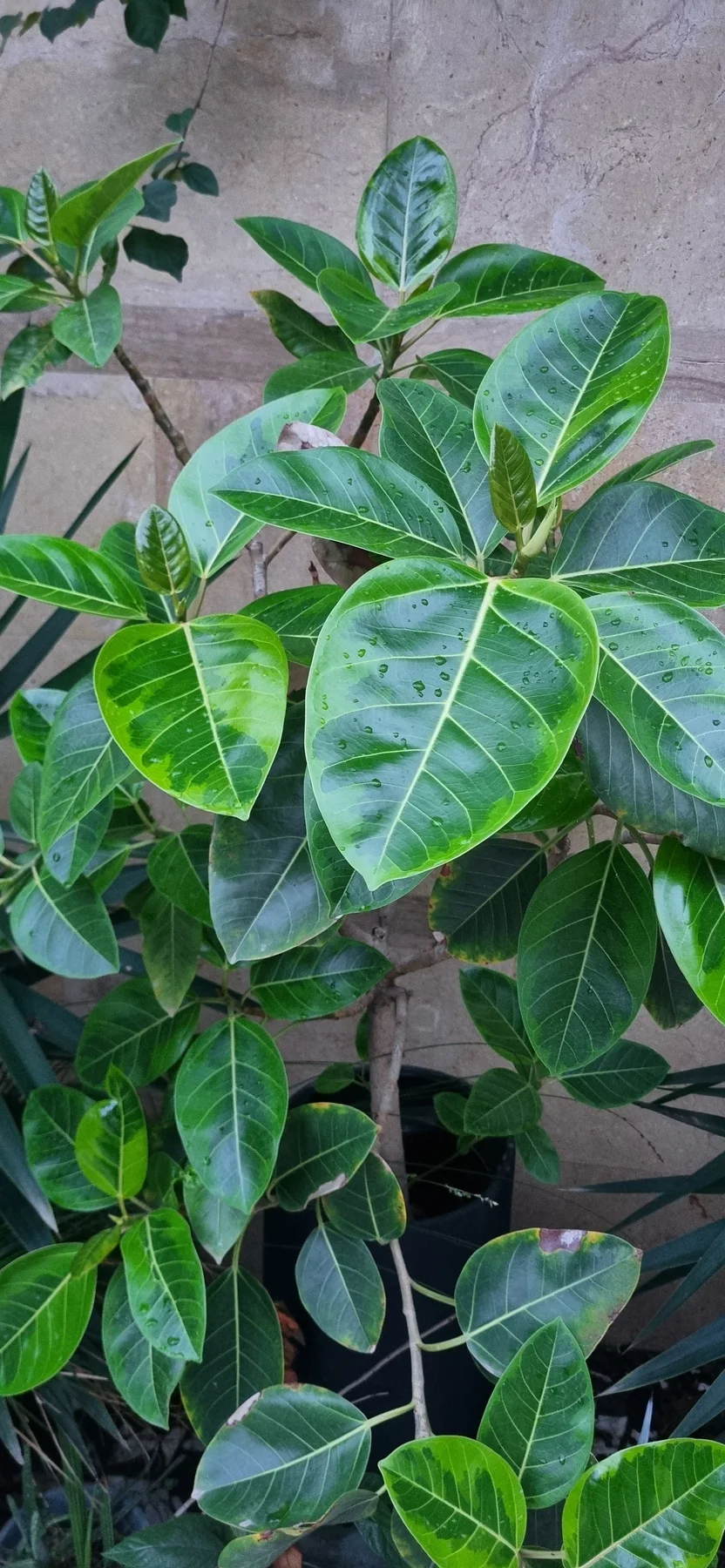 ۷۷۷، تصویر ۲