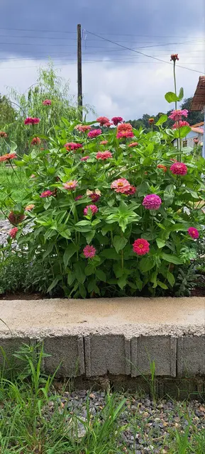 کافه سنتی سورنا